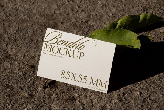 Elegant business card mockup on concrete with shadow and green leaf, showcasing script font design, ideal for graphic presentations, 85x55mm.