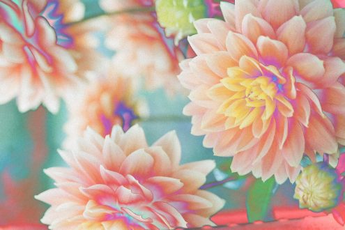 Vibrant floral graphic with abstract colorful dahlia blossoms, suitable for design backgrounds, textures, or creative graphics category.