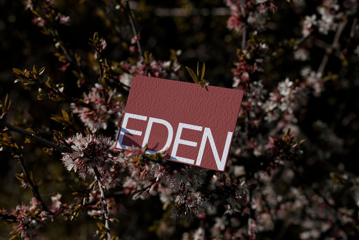 Business card mockup with floral background, displaying text design 'EDEN', perfect for showcasing branding designs to clients.