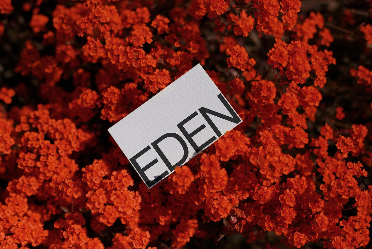 Business card mockup with the word EDEN laying on vibrant orange flowers, ideal for showcasing design work to clients.