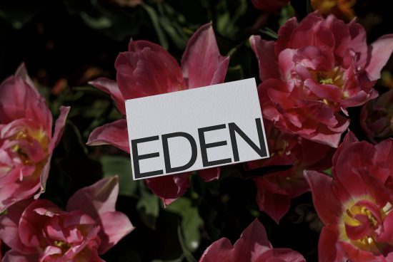 Card with text Eden on vivid pink tulips background for graphic design mockup inspiration and florist branding.