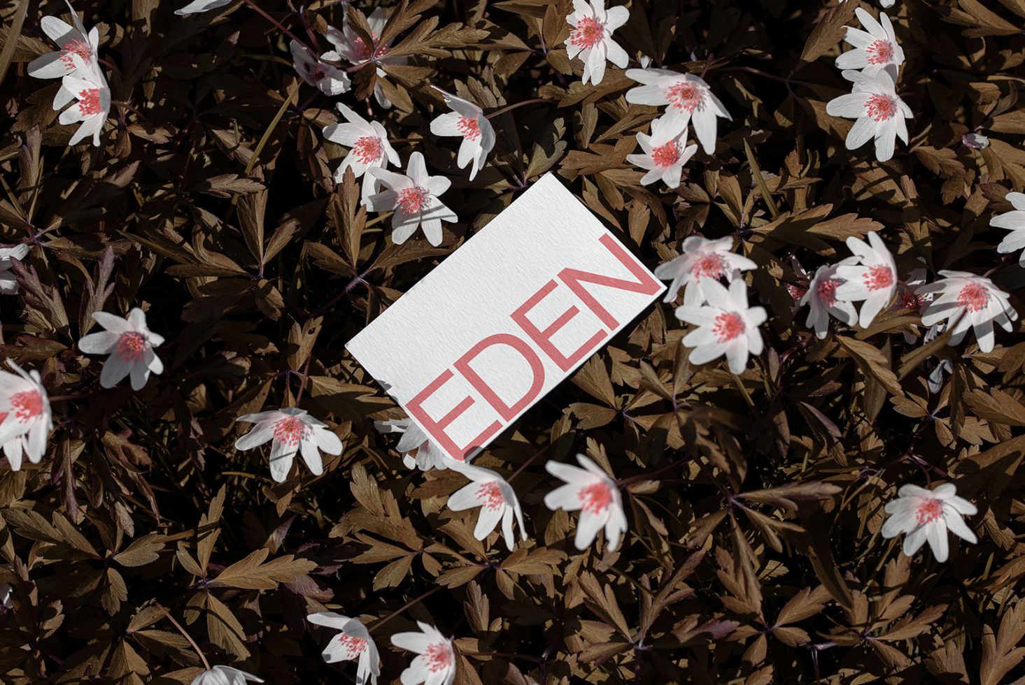 Card with text EDEN on a floral background, suitable for graphic design templates, nature-themed mockups, and floral print designs.