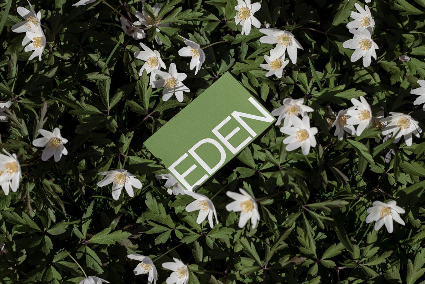 Green card with word EDEN placed on white flowers, nature-inspired graphic design mockup.