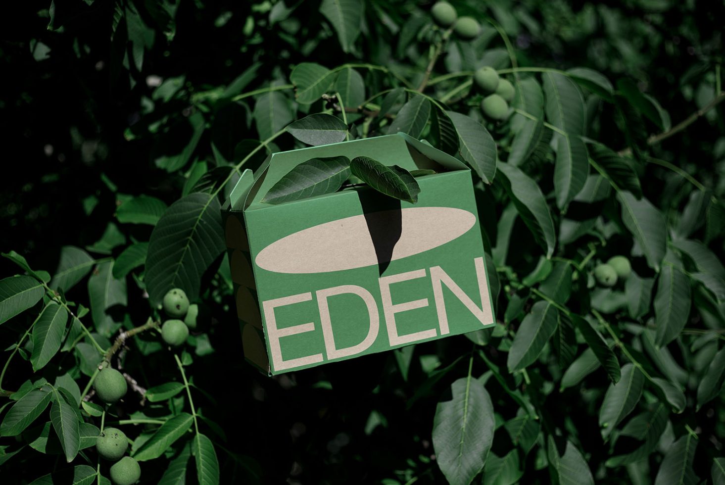 Green packaging box with the text EDEN hanging on tree, eco-friendly design concept, nature-inspired graphics, suitable for mockups and branding.