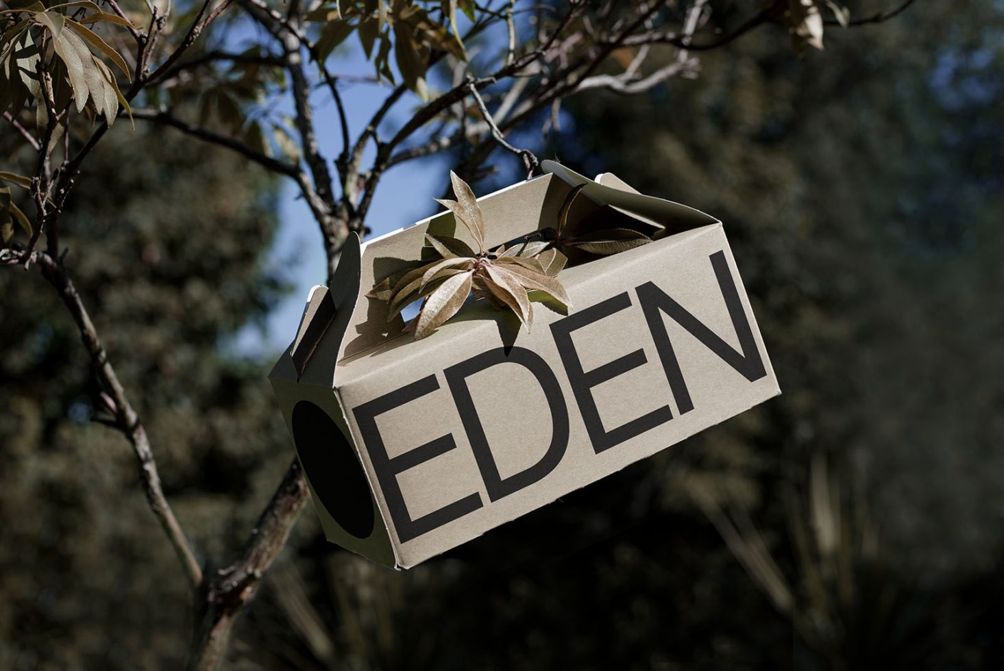 Cardboard box with bold 'EDEN' text hanging on a tree branch - realistic mockup for brand packaging design, natural lighting, outdoor scene.