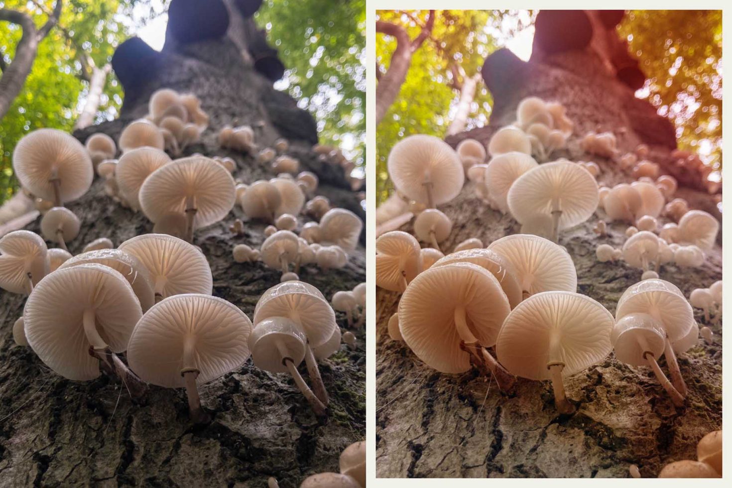 Close-up nature photography of mushrooms on a tree trunk with a soft-focus background, perfect for graphics and nature-inspired design elements.