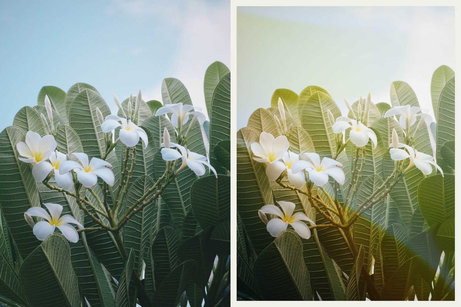 Plumeria flowers with green leaves in a high-quality nature photo suitable for Graphics category, perfect for botanical designs.