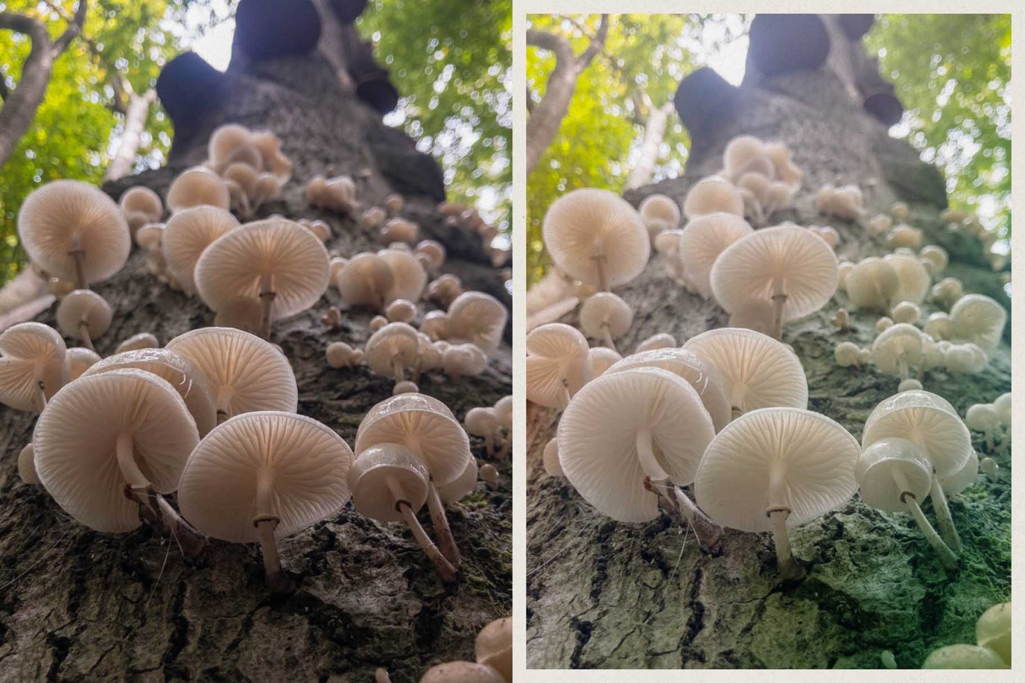 Mushrooms growing on tree bark nature photo, suitable for graphics, environmental design inspiration, and nature-themed templates.