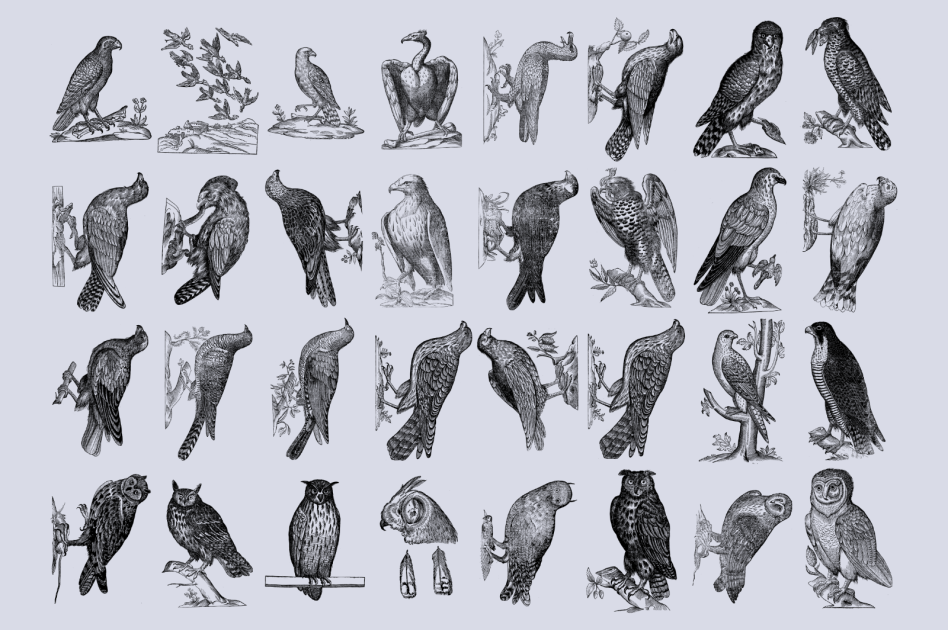 Collection of vintage bird illustrations features various species perched on branches in black and white. Perfect for graphic design, templates, and artworks.