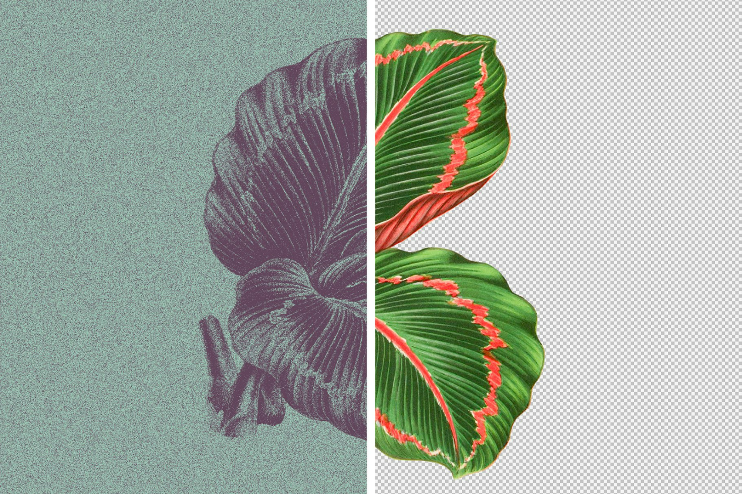 Colorful vector illustration of a tropical plant leaf with half vintage screen print effect and half on transparent background. Ideal for graphic design projects.