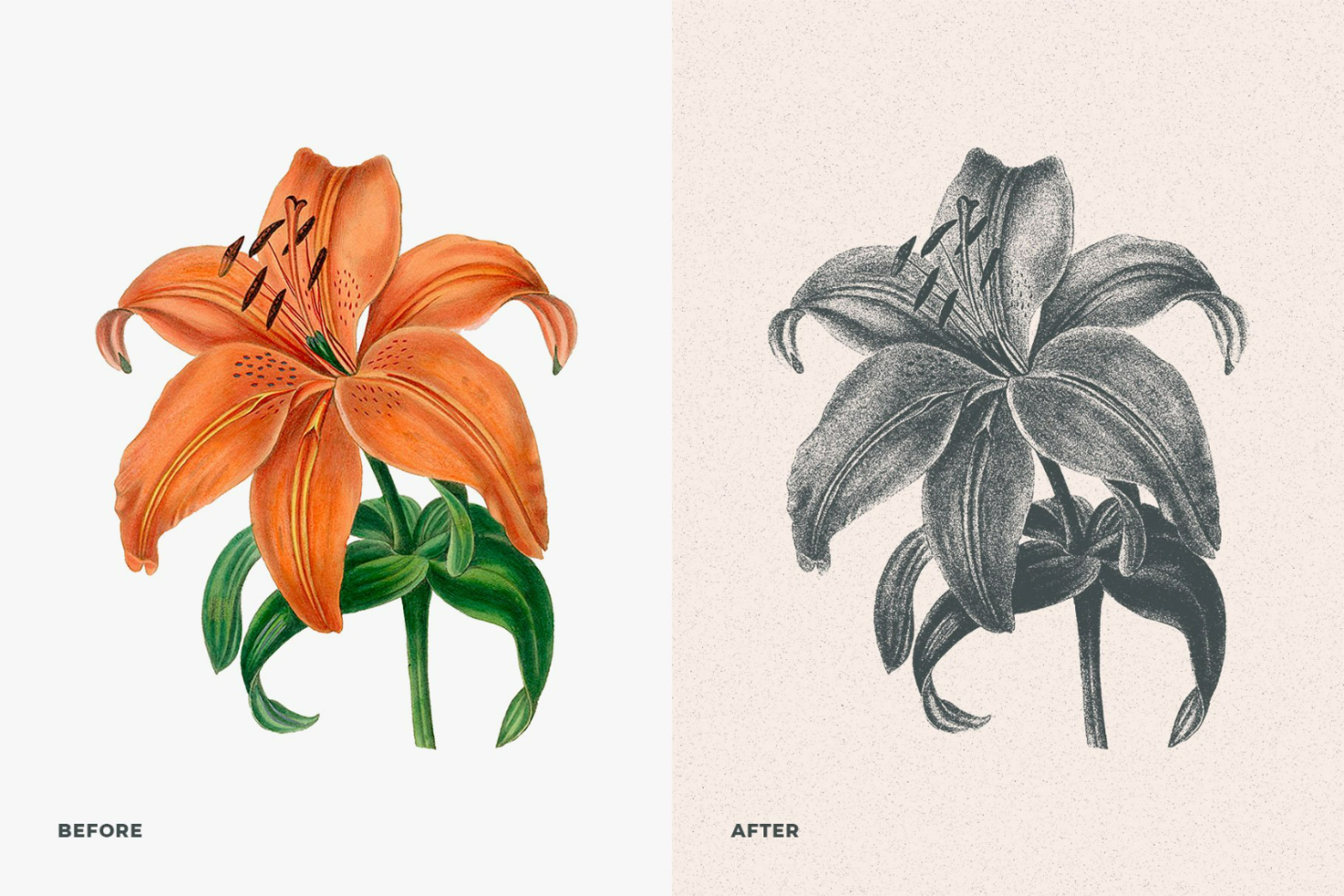 Before and after illustration mockup of a lily flower showcasing vibrant color to grayscale transformation perfect for design projects creative use graphics