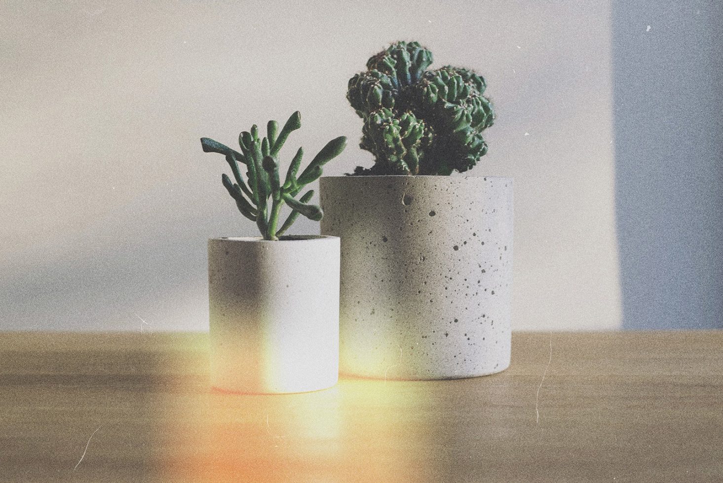 Two succulents in minimalist concrete pots on a wooden table with a vintage, grainy filter. Perfect for mockups or graphic design projects.