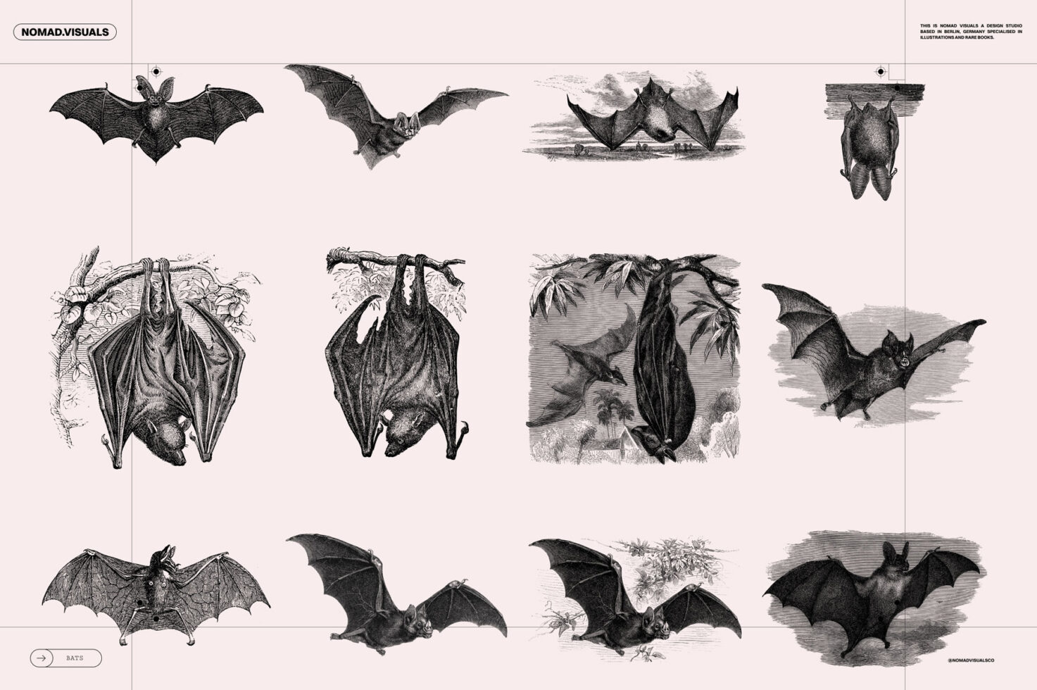 Vintage bat illustrations collection for designers showcasing detailed graphics suitable for digital assets templates and creative projects.