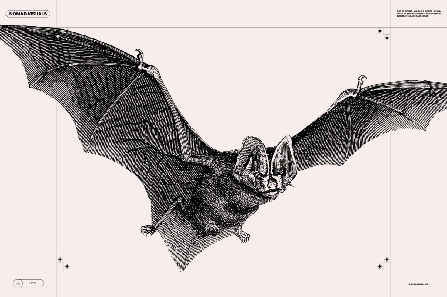 Intricate bat illustration in vintage style, perfect for graphic design projects. High-quality digital asset ideal for templates, mockups, or Halloween themes.