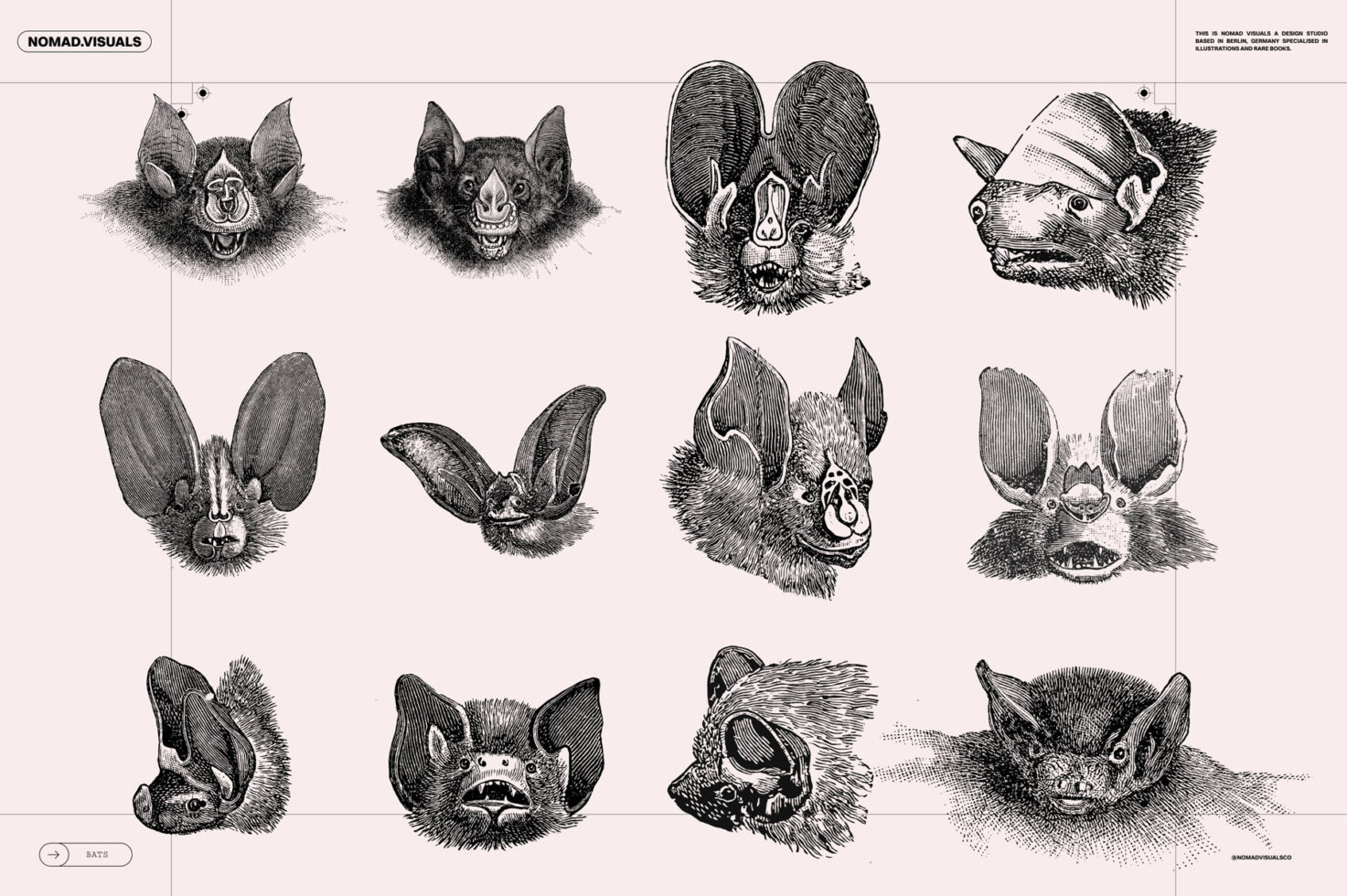 Vintage bat illustrations set featuring diverse bat species, perfect for graphic designers seeking detailed nature graphics for creative projects.