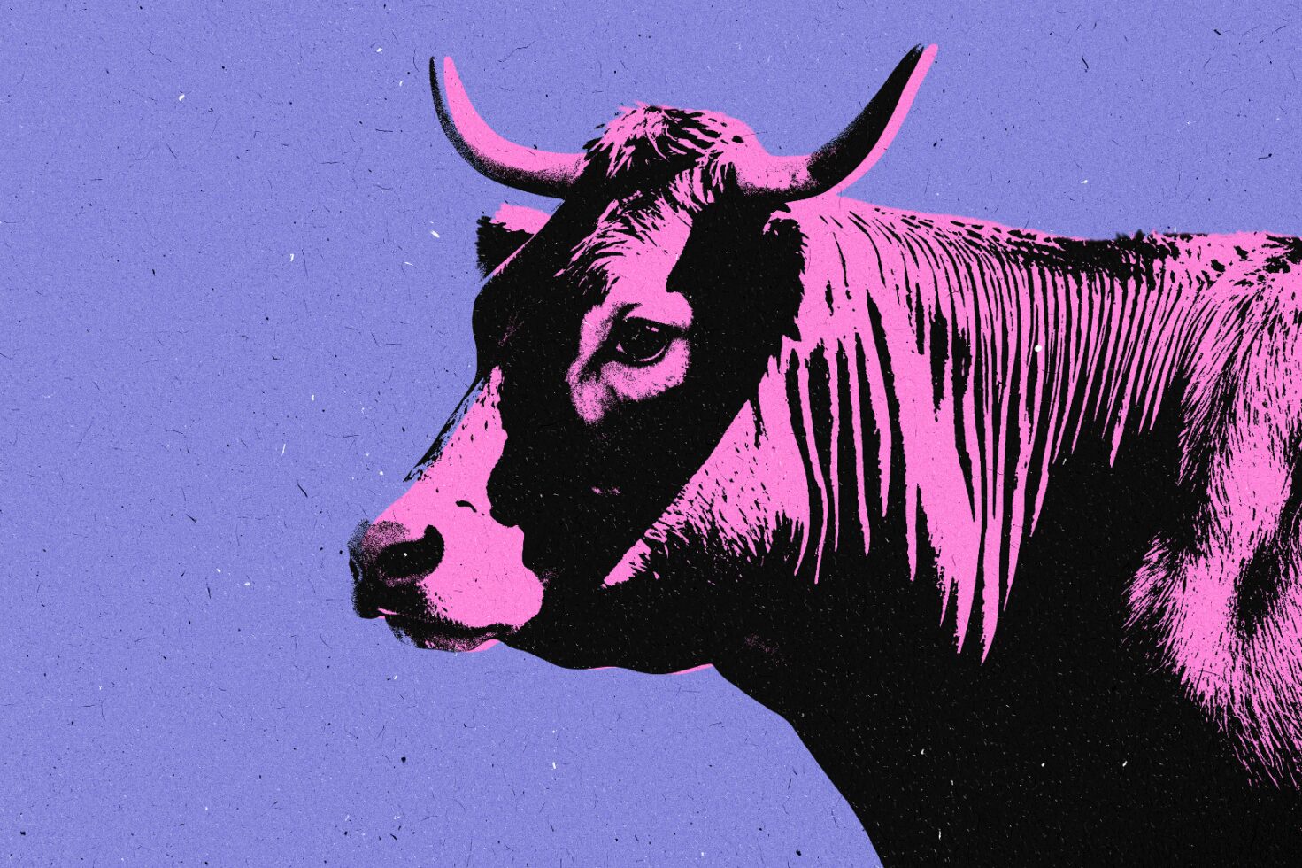 Pop art style cow illustration in vibrant pink and purple colors. Suitable for posters graphics and creative design projects. Ideal for designers.