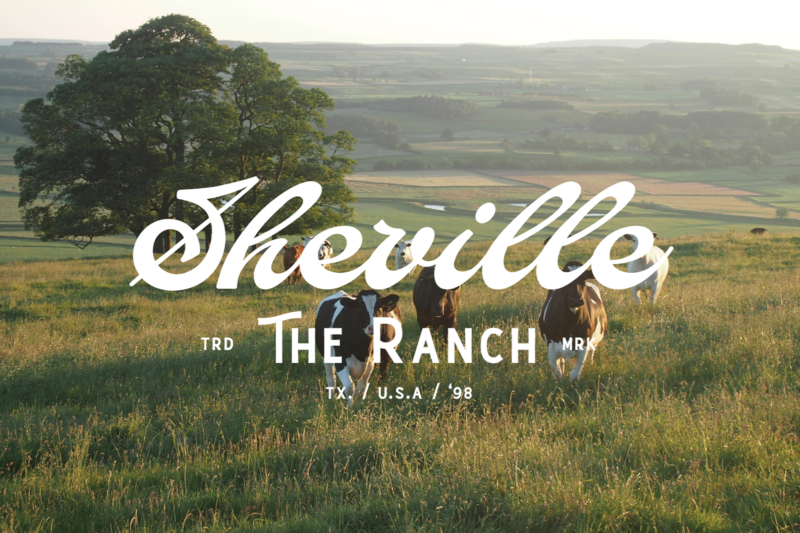 Vintage ranch logo overlay on a pastoral landscape with grazing cows and a tree at sunset. Ideal for use in typography and branding mockup projects.