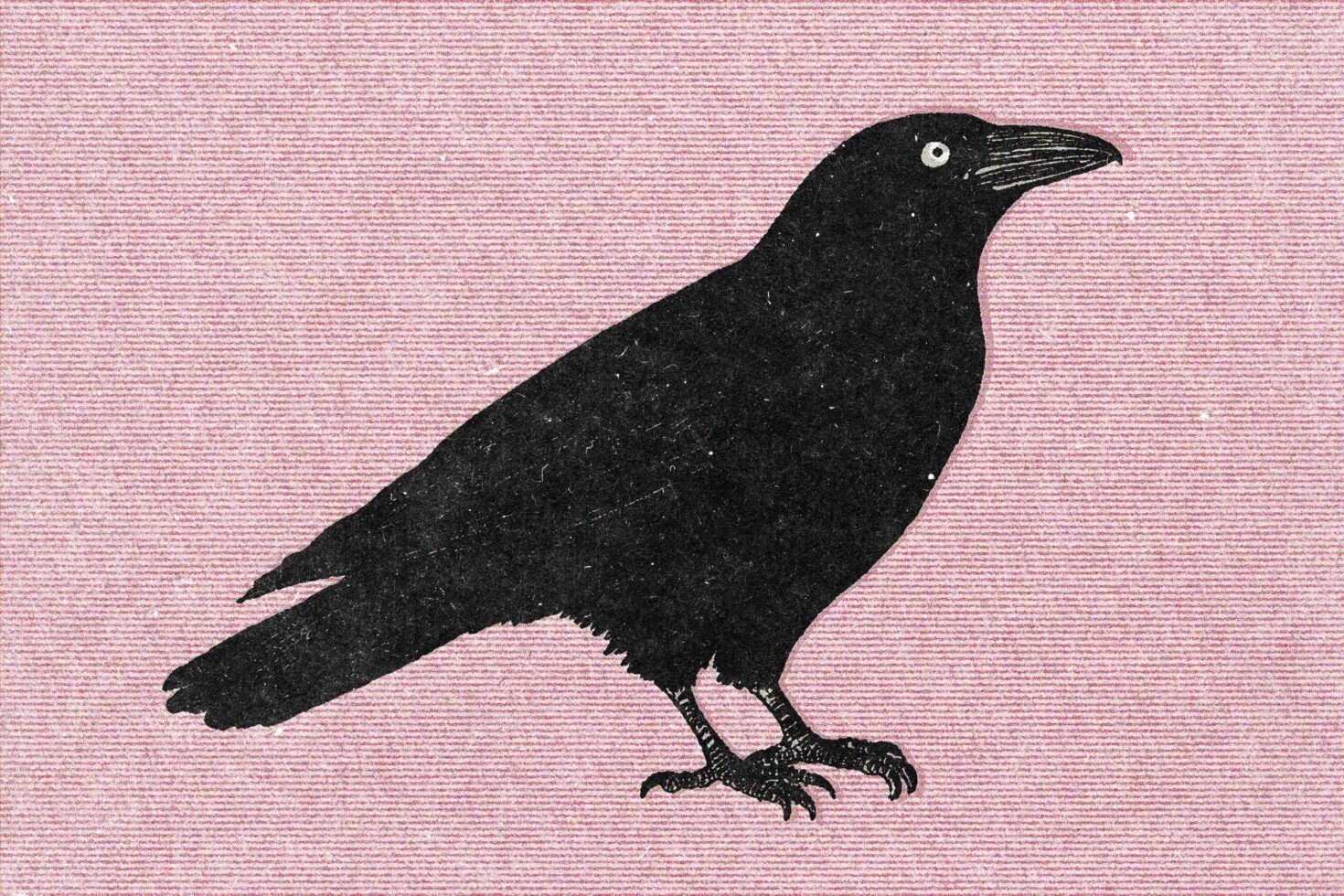 Raven illustration on a textured pink background, vintage style graphic for designers, suitable for templates, artistic assets, creative projects.