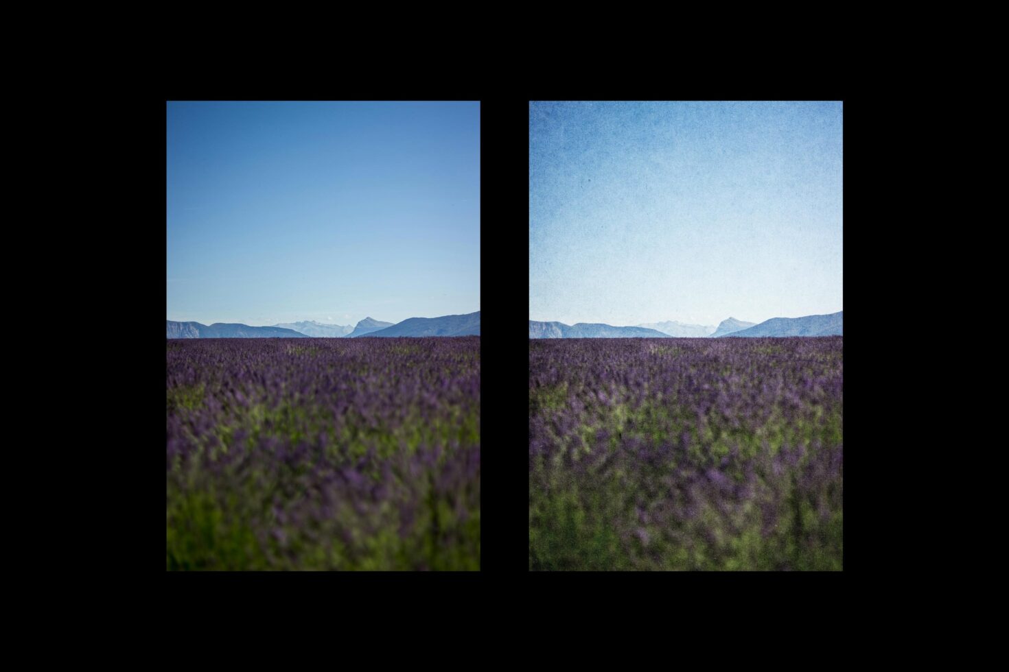 Lavender field under clear blue sky with mountains in distance. Dual photo comparison showcases subtle texture effect. Ideal for graphic design projects.