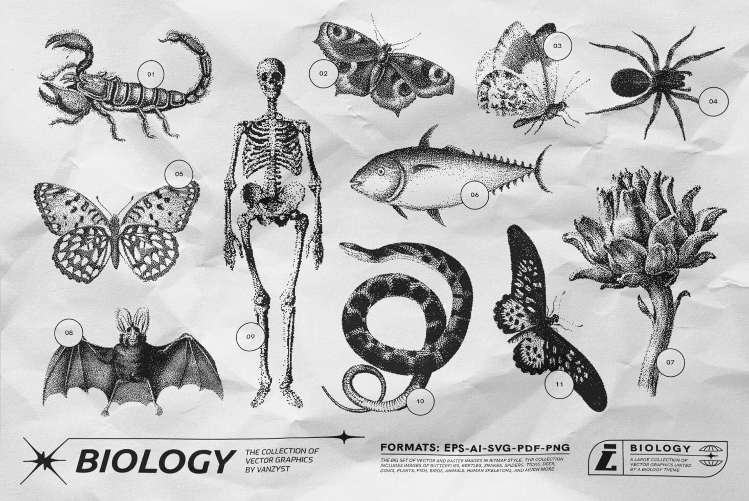 Labeled dotted-style illustrations of scorpion, skeleton, butterfly, fish, spider, snake, bat, coral on light background