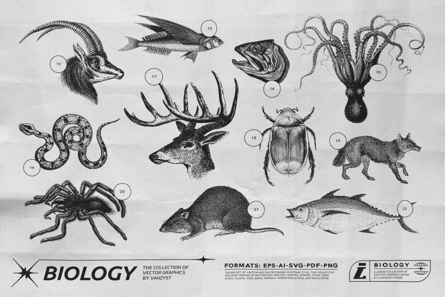 Natural history dotted illustration of goat head, squid, fish, beetle, spider, mouse in antique style
