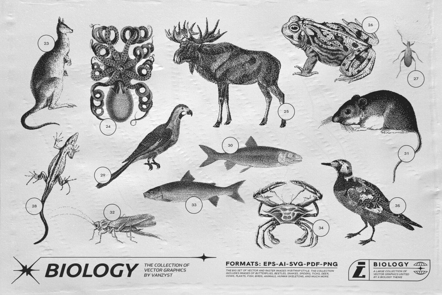 Vintage engraved animal collection with lemur, octopus, moose, toad, birds, fish numbered specimens