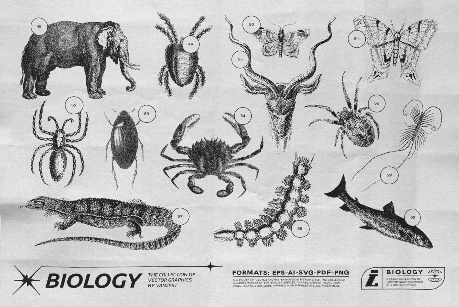 Numbered vintage biology drawings of elephant, spiders, crabs, moths, reptiles in dotted engraving technique
