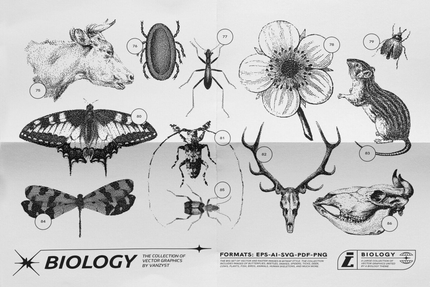 Vintage engraving style collection of numbered insects, mammals, flowers with stippled black ink detail