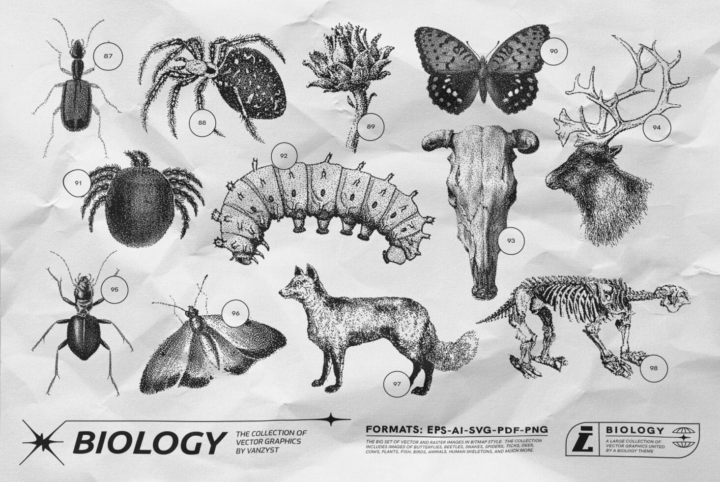 12 stippled animals, insects, deer skull, butterfly, dinosaur skeleton shown