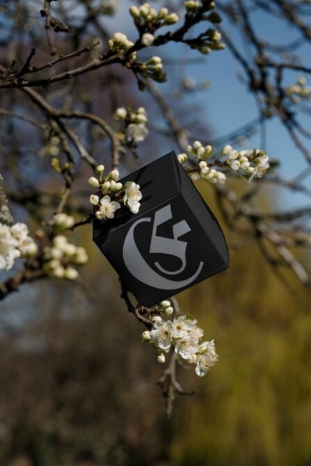 Black packaging box mockup hanging on blossoming tree branch against blurred background. Ideal for designers searching for realistic graphics templates.