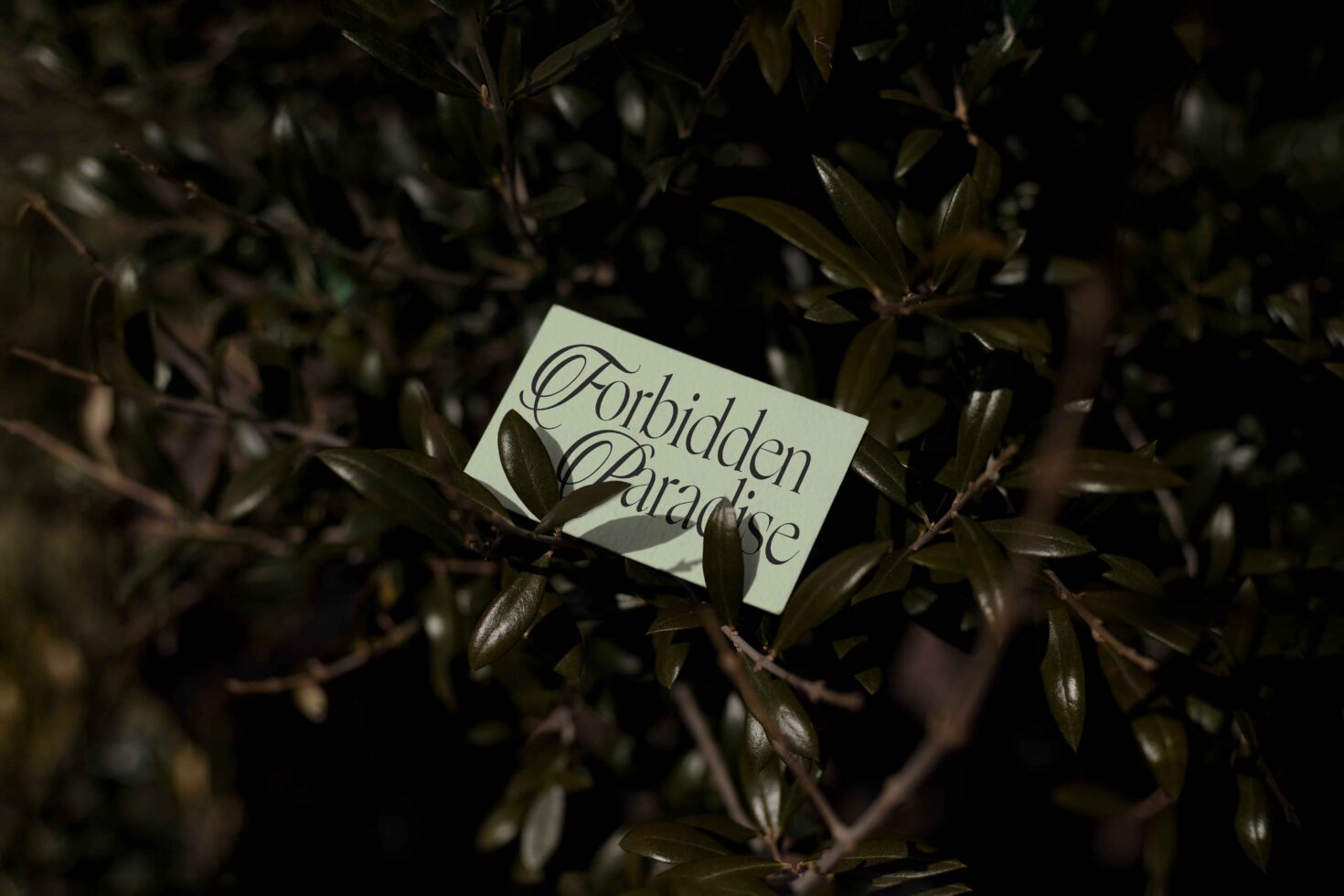 Elegant serif font sample on a card with 'Forbidden Paradise' text amidst lush green leaves. Perfect for design projects. Keywords: Fonts, Nature, Typography.
