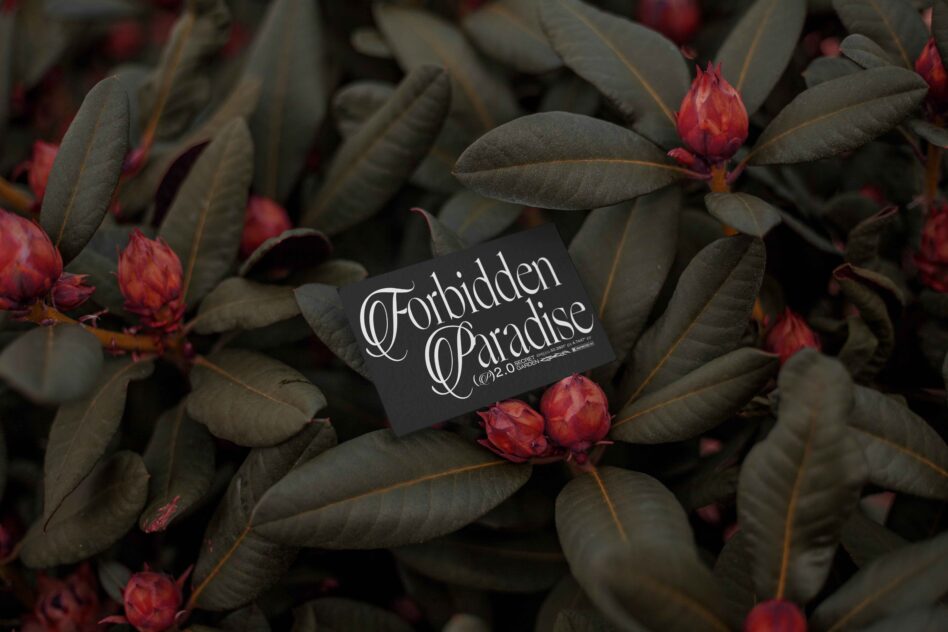 Black business card with white script text nestled among red flower buds