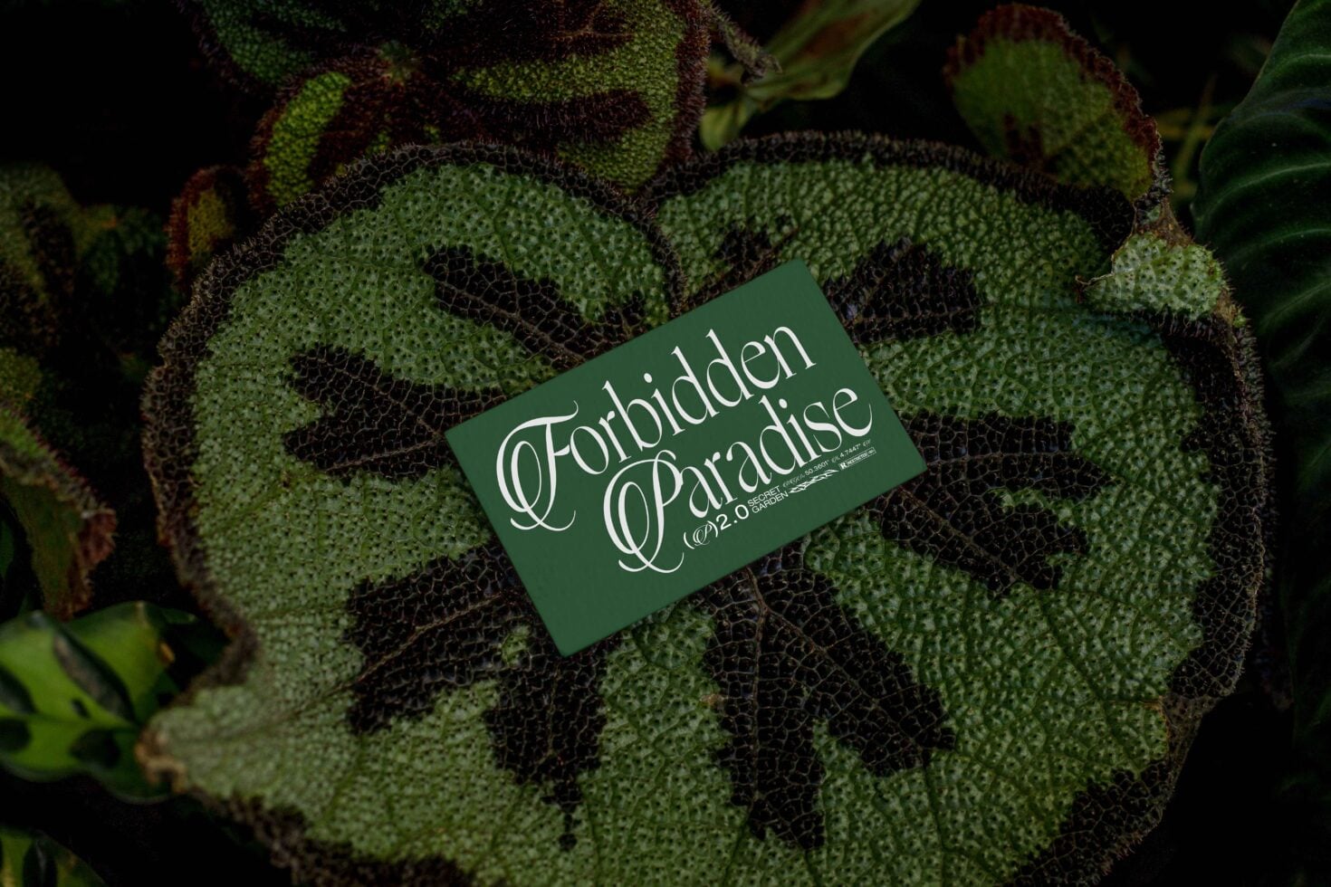 Green business card with white serif lettering on textured cactus leaves