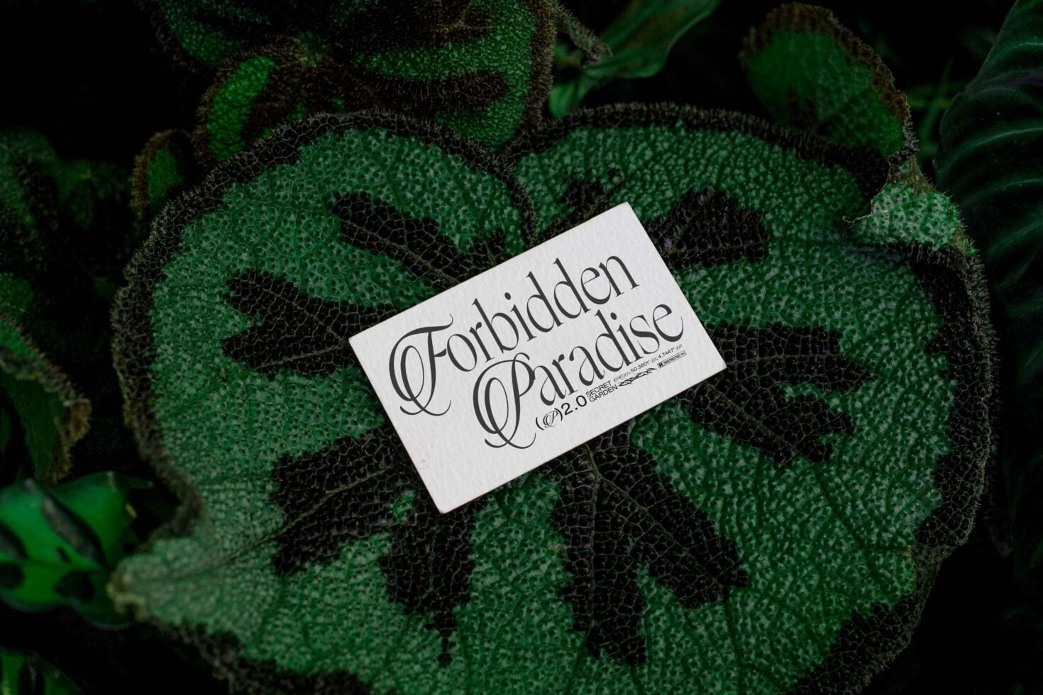 White business card with dark serif lettering resting on spiky cactus pad