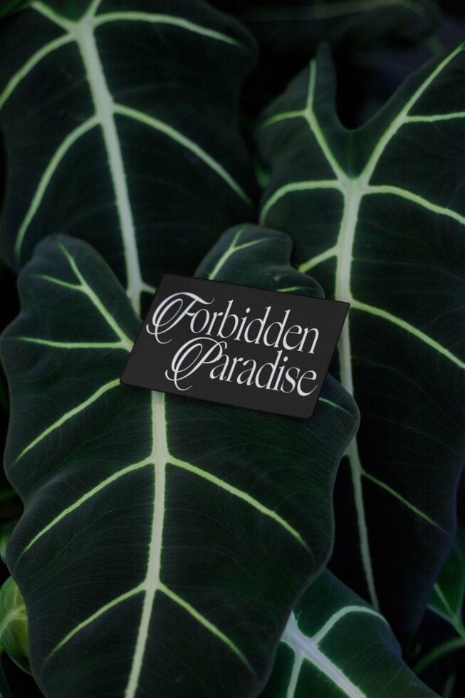 Black card with script logo displayed against bright neon-veined foliage backdrop