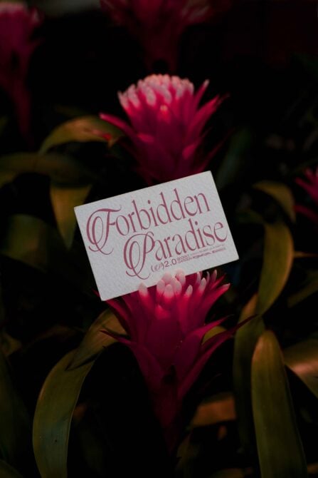 Pink Forbidden Paradise card placed on magenta flowering plant