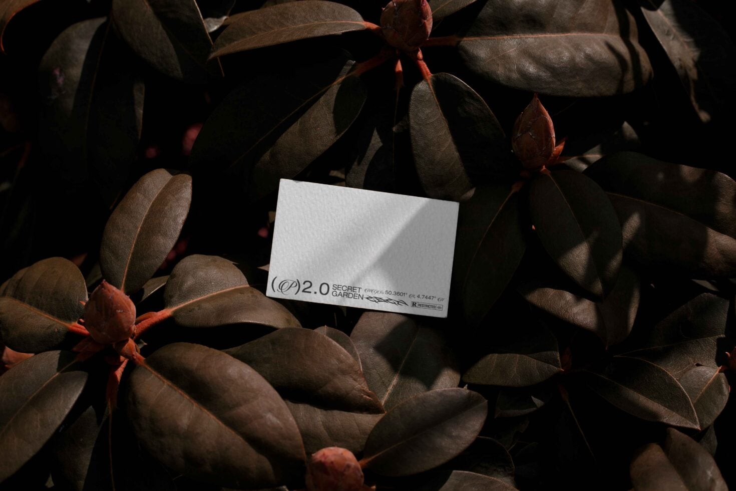 White card with Secret Garden text on dark succulent plant leaves, sunlit