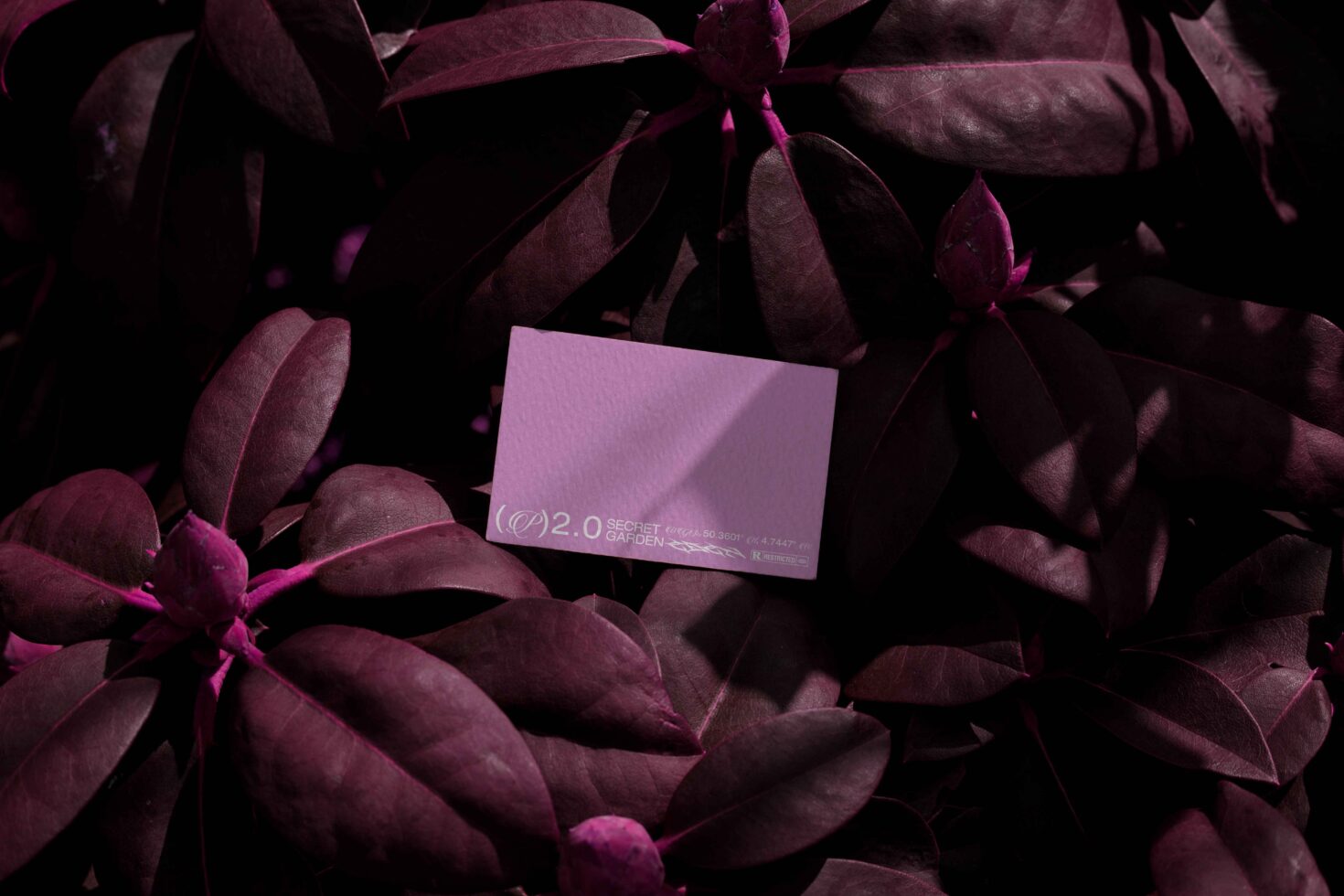 Pink card on burgundy succulent foliage with dramatic purple lighting