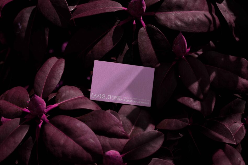 Pink card on burgundy succulent foliage with dramatic purple lighting