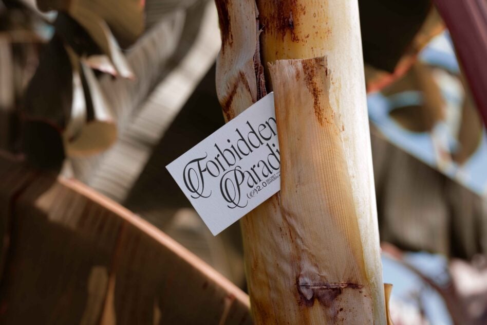 Forbidden Paradise card on dried bamboo stem with soft natural daylight