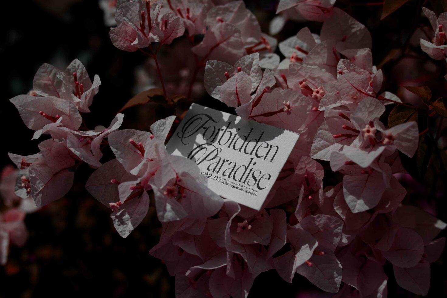 Business card with Forbidden Paradise text nested in dusky pink flowers
