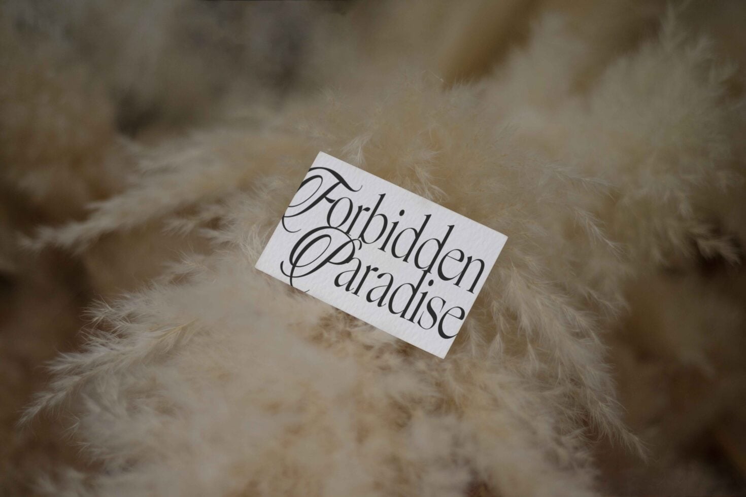 White business card displaying Forbidden Paradise typography on fluffy neutral-toned fabric