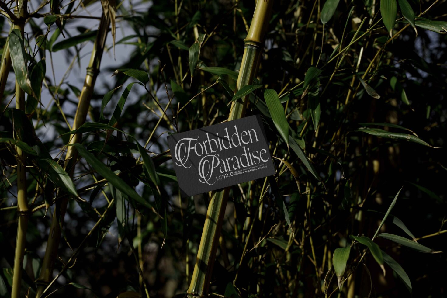 Black business card with Forbidden Paradise script typography on green bamboo stems