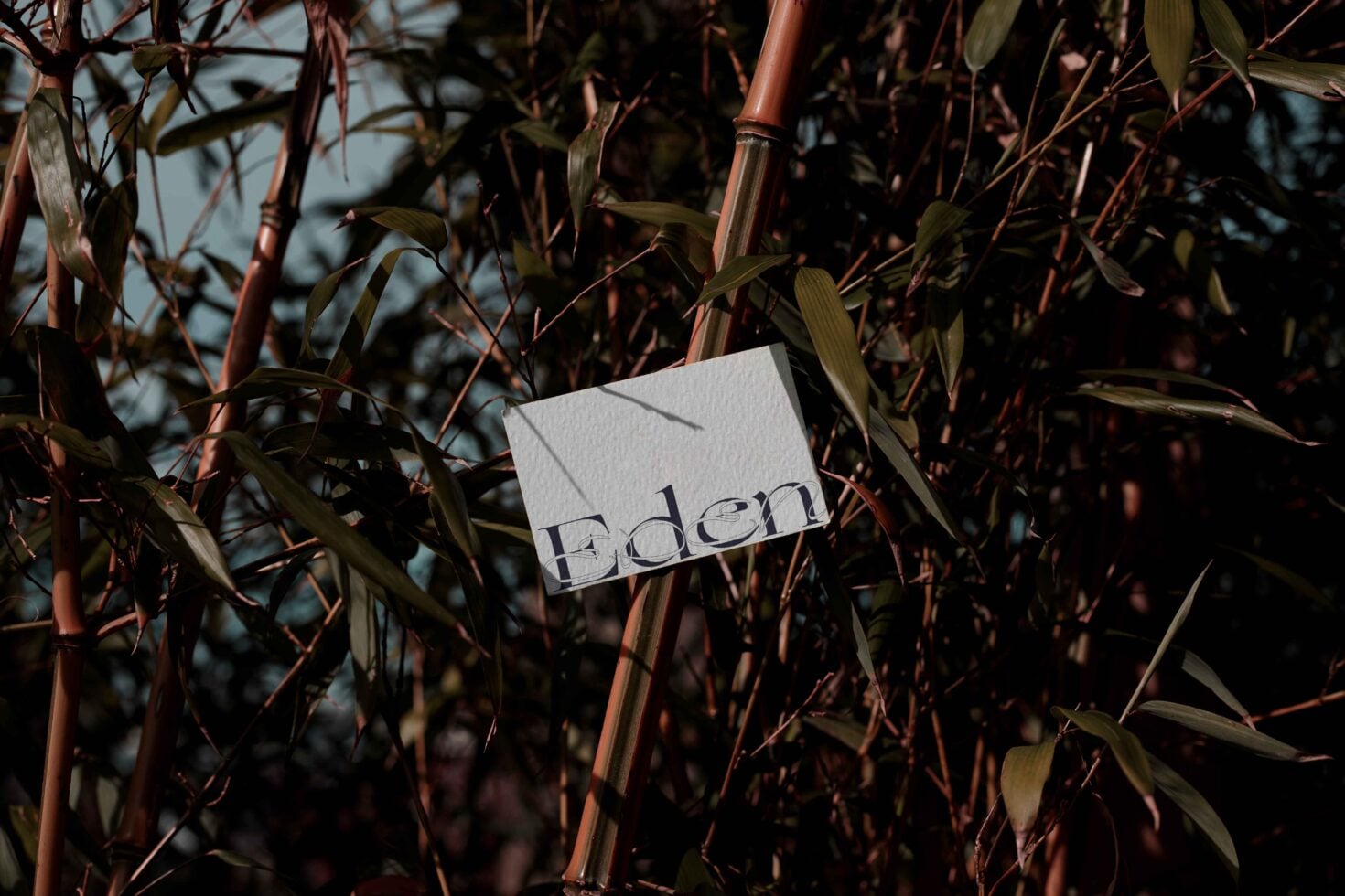 White business card with Eden typography placed among rust-colored dried plant stalks