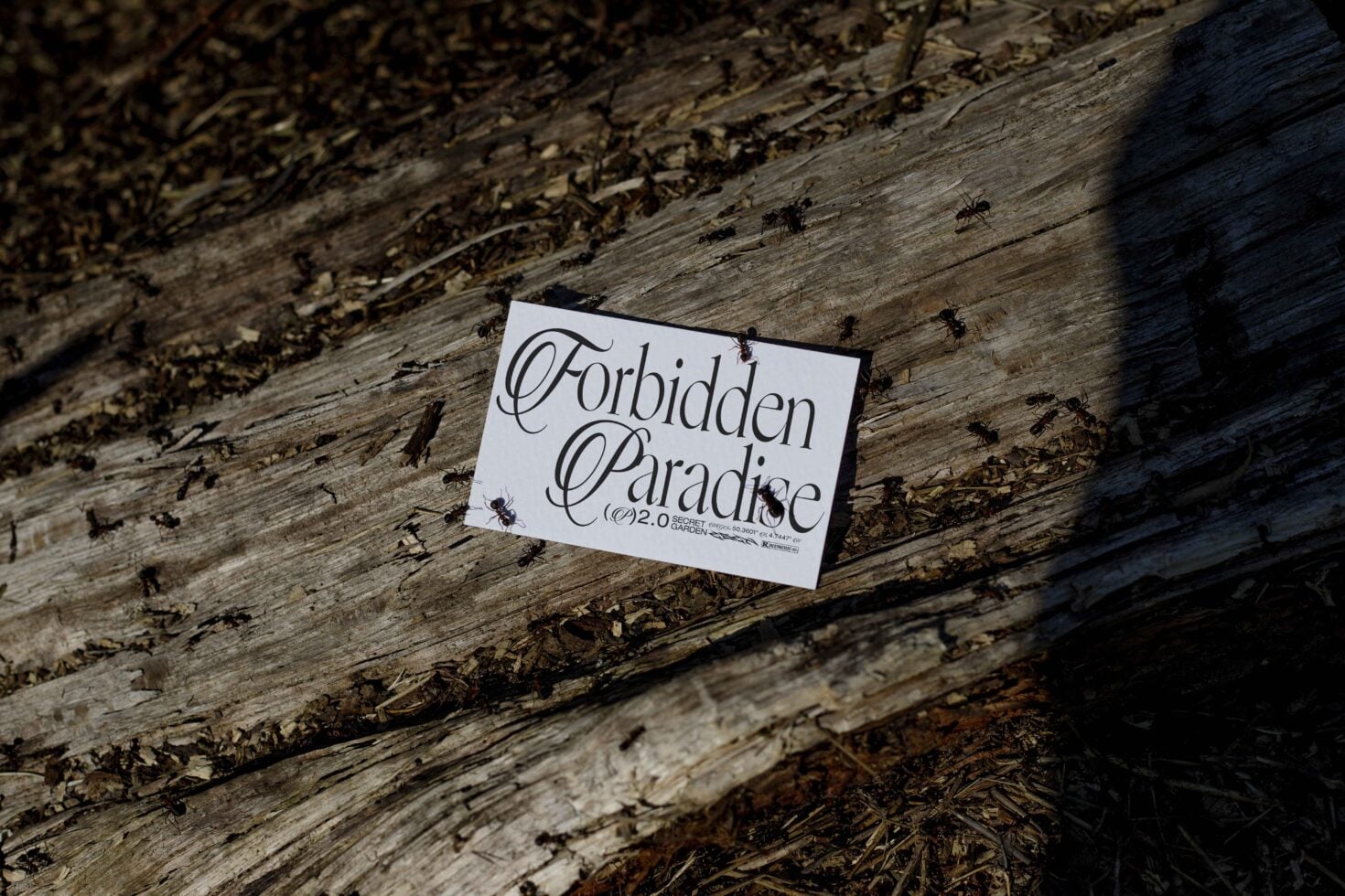 White business card showing 'Forbidden Paradise' script design on wood debris