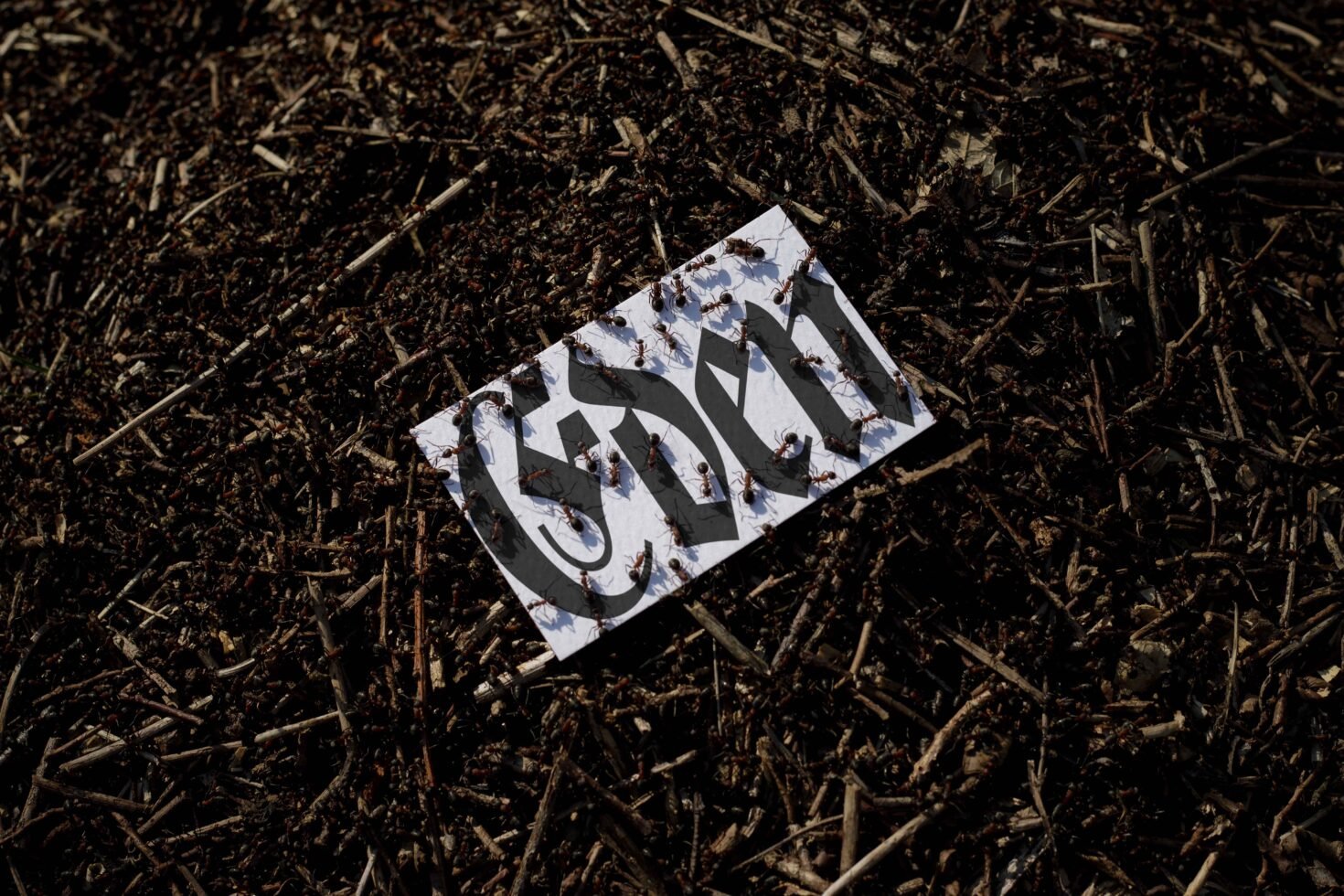 Ants cover a piece of paper with stylized typography laying on twigs and soil. Perfect for using in design projects involving nature or texture graphics.
