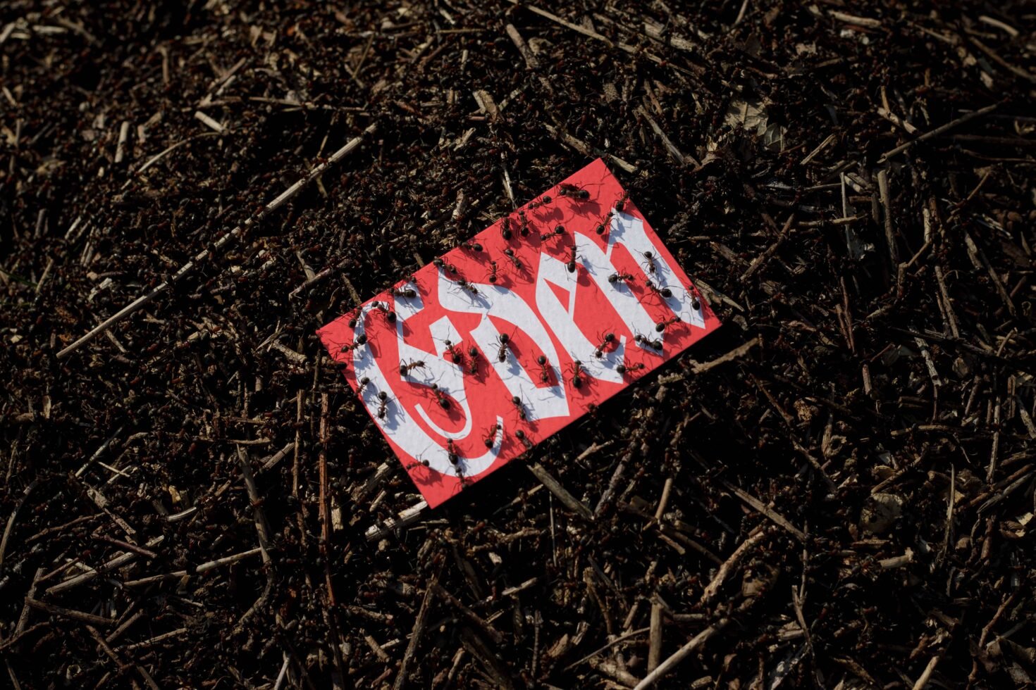 Colorful card mockup on forest floor with ants, showcasing creative lettering design; perfect for nature-inspired graphic projects and typography design.