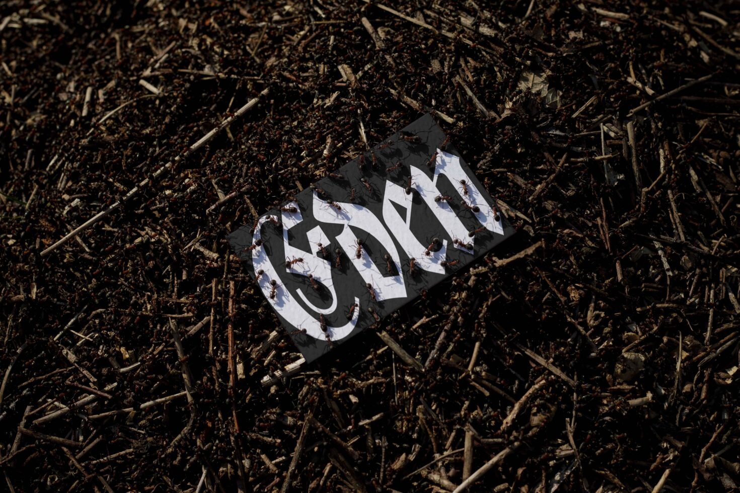 Typography design featuring bold white letters on a dark card with ants crawling. Perfect for designers seeking unique graphics or font inspiration.