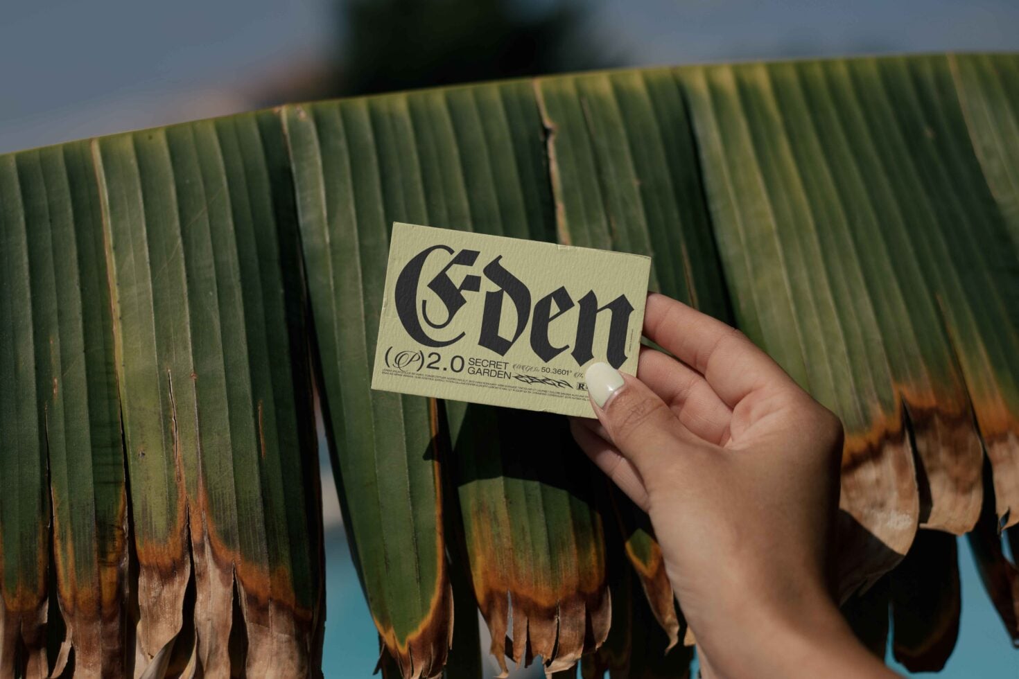 Cream business card with Eden gothic lettering held over banana plant leaves
