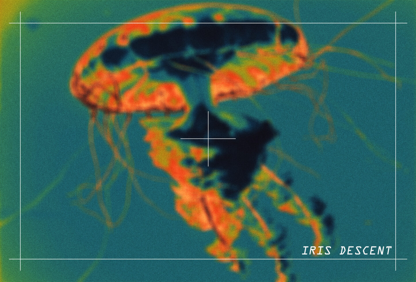 Heat map textured jellyfish with orange, green, blue iridescent overlay on teal background